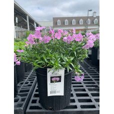 Phlox Trot Pink Creeping  Phlox 1 Gal